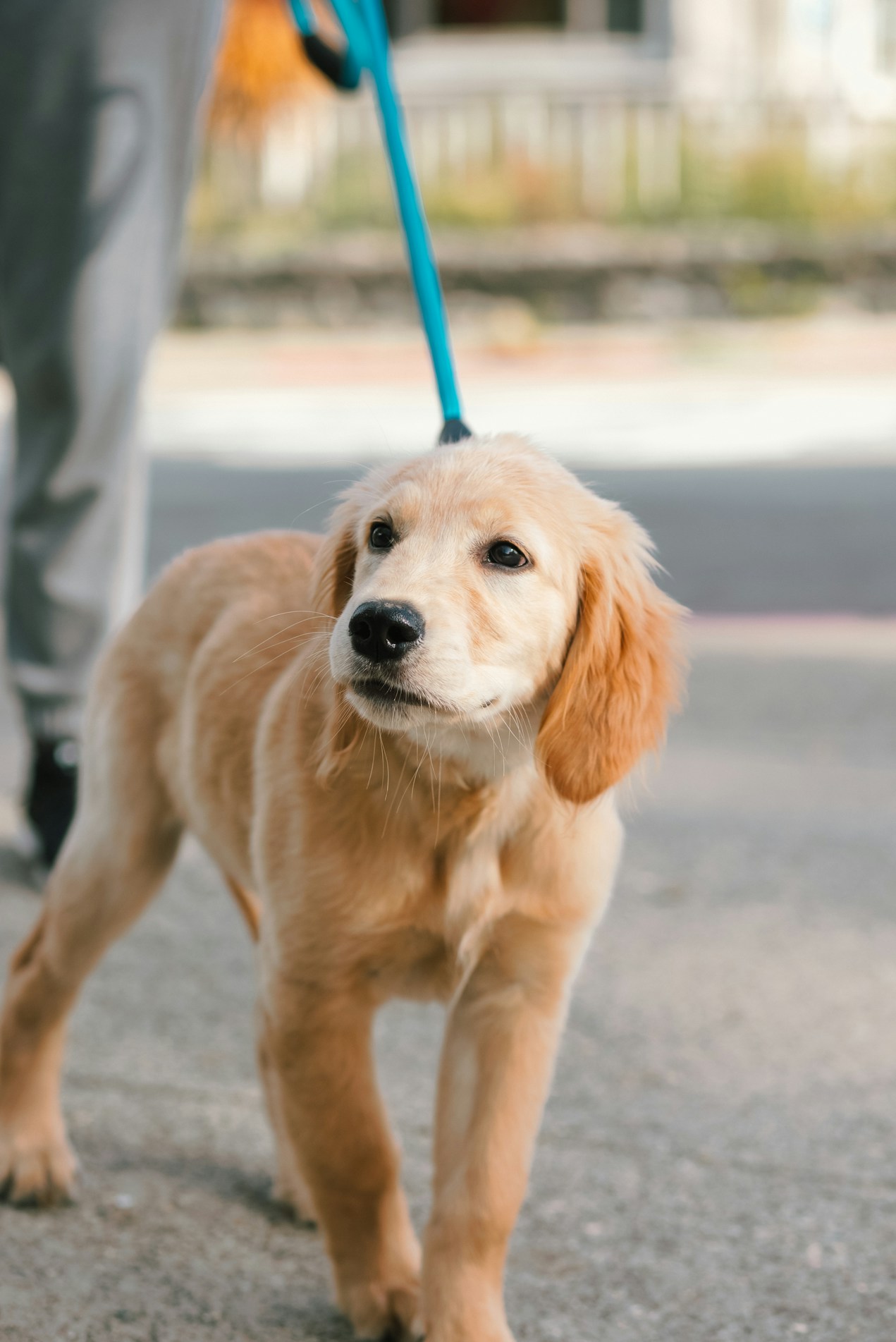 Thing To Do Pet Friendly