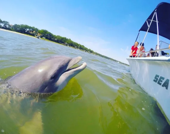 Things To Do Hilton Head Island Dolphin Boat Cruise